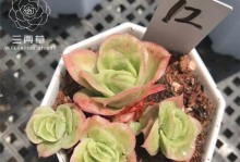 冰玫瑰多肉养护技巧（打造盛开的“冰雪玫瑰”种植多肉的正确方法）