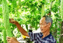 苦瓜成熟的最佳时间（掌握采摘技巧，享受最佳口感）