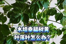 幸福树移栽后落叶怎么处理（有效解决幸福树移栽后落叶问题的方法）