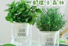 如何养护空气植物（打造清新生活环境，让空气植物焕发生机）