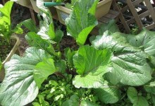 花叶苔菜种植详解（时间、方法和关键技巧）