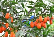 金弹子最佳播种时间（了解金弹子最佳播种时间，收获丰收）