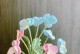 三色堇花语：爱情的告白——探寻三色堇花语的含义