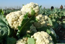花菜种植全攻略（时间、方法、技巧全解析，让你一年四季都能吃到新鲜的花菜）
