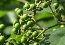 探究拐枣树几年结果实的原因