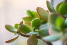 燕子掌换盆后如何浇水（掌握正确浇水方法，让燕子掌健康茁壮）
