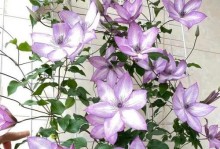 不同颜色铁线莲的花语（探寻铁线莲不同颜色的花语意义）