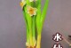 水仙花的栽培方法（水培与土培哪个更适合？——浅析水仙花的栽培技巧）