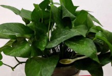 阿司匹林可以浇茉莉吗？