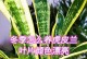冬季种植虎尾兰的技巧（打造花园中的冬季盛宴）