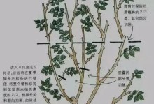 盆景梅花修剪教程（打造完美梅花盆景，修剪是关键）