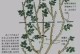 盆景梅花修剪教程（打造完美梅花盆景，修剪是关键）