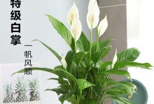 白掌的花期是什么时候？（了解白掌开花的最佳时间）