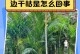 散尾葵叶子长白点的原因与处理方法（探寻散尾葵叶子长白点的成因，有效应对方法揭秘）