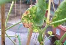 茄子花叶病的防治方法（认识茄子花叶病，远离病害）