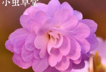 天竺葵的光照环境需求剖析（喜阳还是喜阴？探究天竺葵的光照条件）