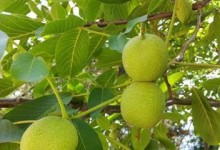 核桃果实——来自胡桃科植物的营养宝库（从起源到功效，探究核桃的独特魅力）