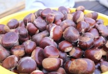 板栗种植时间与生长周期探究（掌握种植技巧，丰收更美好！）