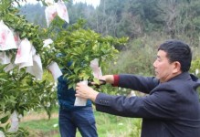 正确的桔子套袋时间和方法（最佳套袋时间、套袋工具、套袋步骤等全方位介绍）