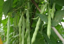 豆角的种植时间和方法（掌握正确的种植时间，收获好豆角）