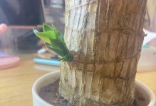 巴西木——一种适合种植的优秀观赏植物（了解巴西木的生长特点与种植方法）