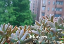 多肉黑腐的原因及处理方法（解决多肉黑腐问题的有效措施）