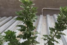 菊花为什么第二年不开花？（探究菊花不开花的原因和解决方法）