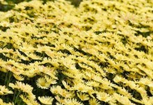 莲藕的生长特点和栽培技巧（探究莲藕的生命周期和种植要点）