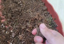 无土花盆的植物种植技巧（摒弃传统土壤，探索无土种植的新契机）