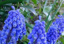 解决风信子长叶子不开花的问题（探究原因及解决方法，让风信子绽放美丽花朵）