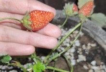 为什么草莓不开花？（探究草莓不开花的原因及解决方法）