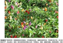 五彩缤纷的彩椒种植指南（了解彩椒种植技巧，打造五色斑斓的菜园）