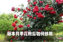 月季花的修剪技巧——延长花期的关键（掌握月季修剪的诀窍，让花儿绽放更久）