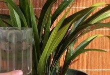 红枫养护全攻略（多久浇一次水？红枫的养护技巧一网打尽）