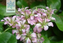 以岩白菜怎么养开花？（培育岩白菜开花的关键技巧）