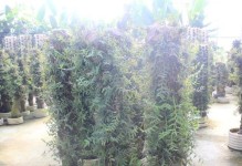 盆栽石斛的扦插方法和技巧（快速繁殖美丽的盆栽石斛，掌握这些关键技巧！）
