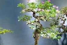 以茶梅盆景怎么养护（养护茶梅盆景的关键）