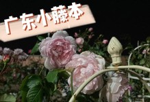 亚伯月季是一种灌木植物（探究亚伯月季的生长习性和栽培技巧）