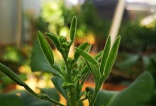 红宝石花根烂了怎么办？（如何救治受损的红宝石花根）