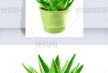 如何正确移栽芦荟小花盆（步骤详解，让芦荟健康生长）