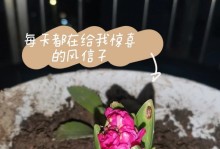 探秘风信子的生长周期（从种植到开花，每个环节都不能少！）