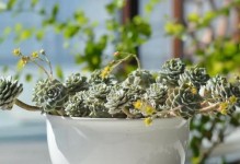 冬季白牡丹的养护指南（打造美丽花园，秘密在于正确养护）