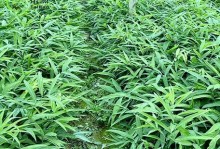 黄精适合种植的地方（从环境、土壤、气候等多个角度考虑）