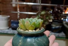如何正确上盆多肉苗（多肉苗太小怎么办？）