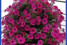 红泥土的花草种植指南（从花草品种选择到土壤调理，让您的花园更精彩）