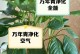 家里不能以万年青为主植物的原因（保护家人健康，了解万年青的毒性）