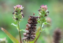 农村常见植物夏枯草的种类与功效（从名字的由来到药用价值的深入解析）