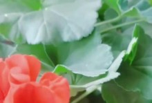 如何让天竺葵开花更多（培育技巧、阳光和水分需求、土壤选择、修剪和施肥的重要性）