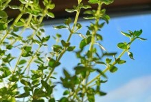百里香的养殖和养护详解（了解百里香的生长条件和种植技巧，让你的花园更美丽）
