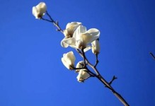 白兰花的冬季保护（冬天来了，你的白兰花做好防寒措施了吗？）